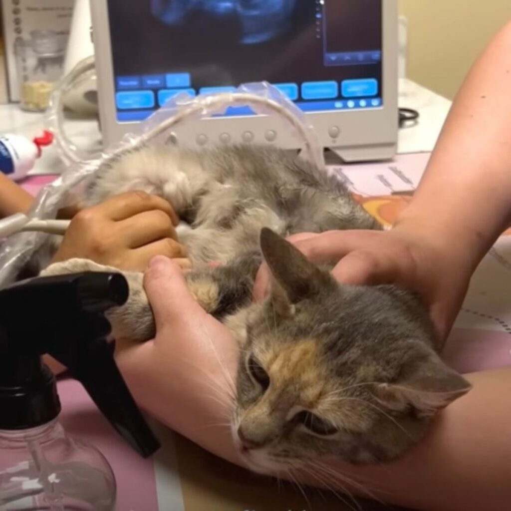 the vet does an ultrasound on the cat