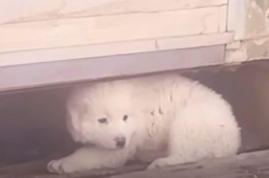 the white dog hides under the beam