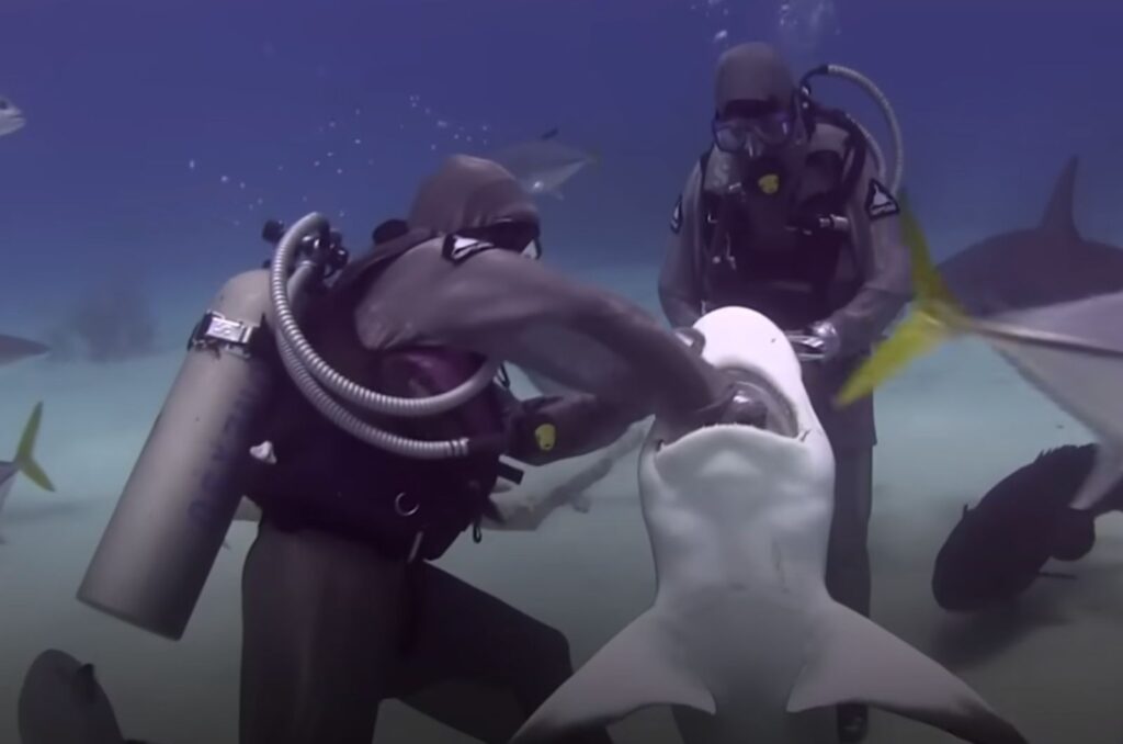 the woman put her hand in the shark's mouth