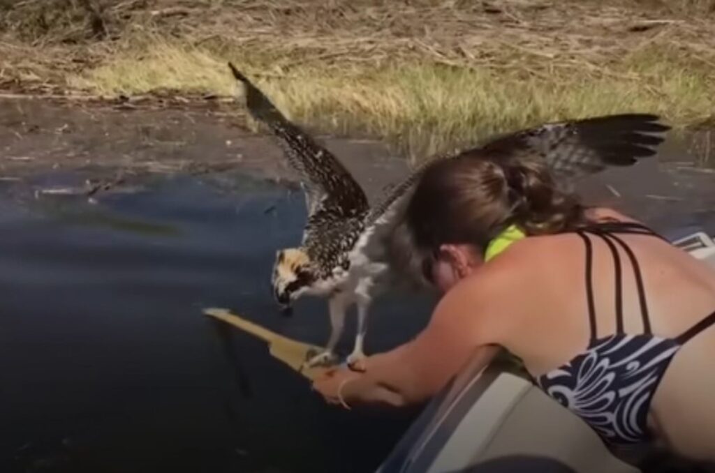 the woman risks her life to save the bird from flying into the water