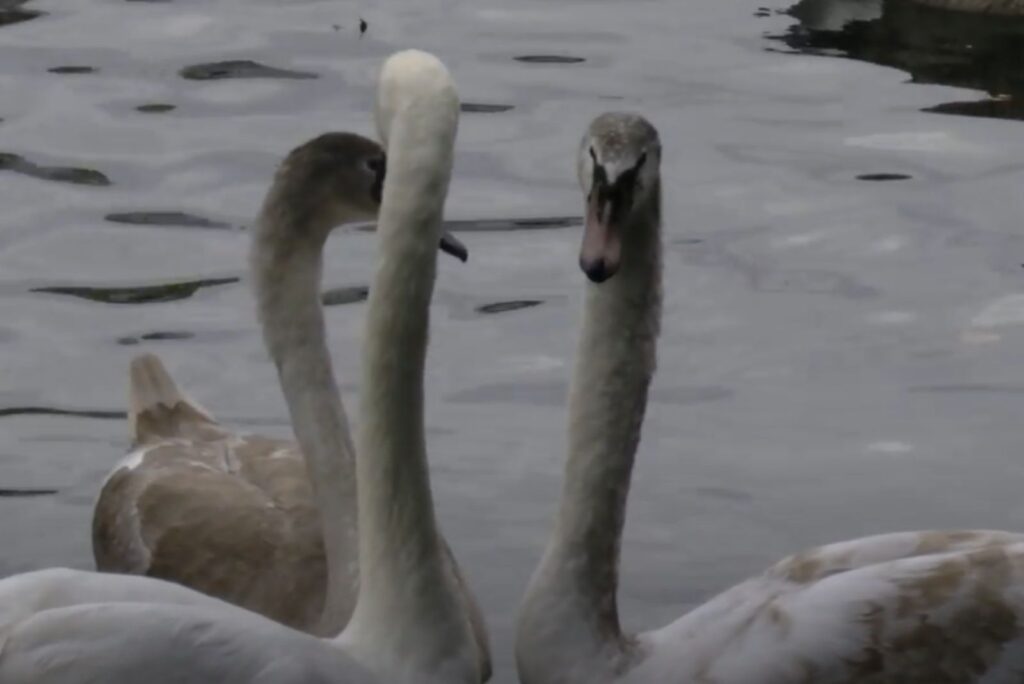 three beautiful swans in the water