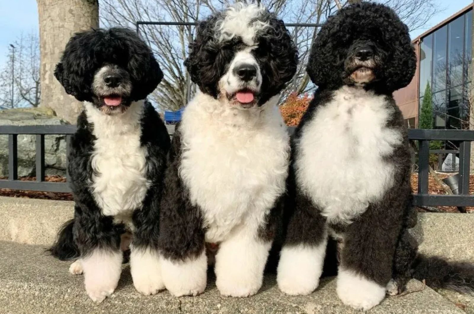 three black and white dogs