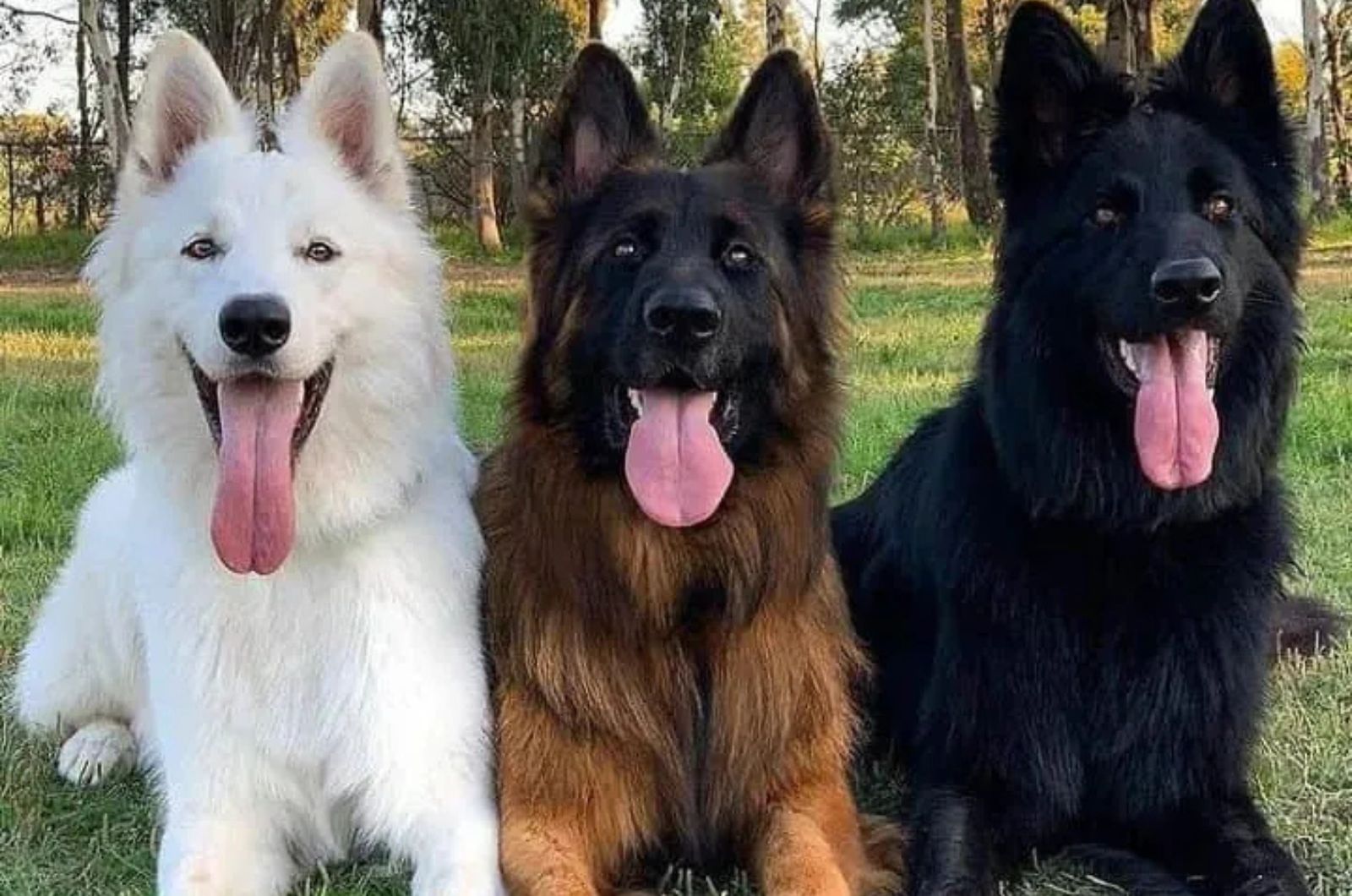 three dogs different colors