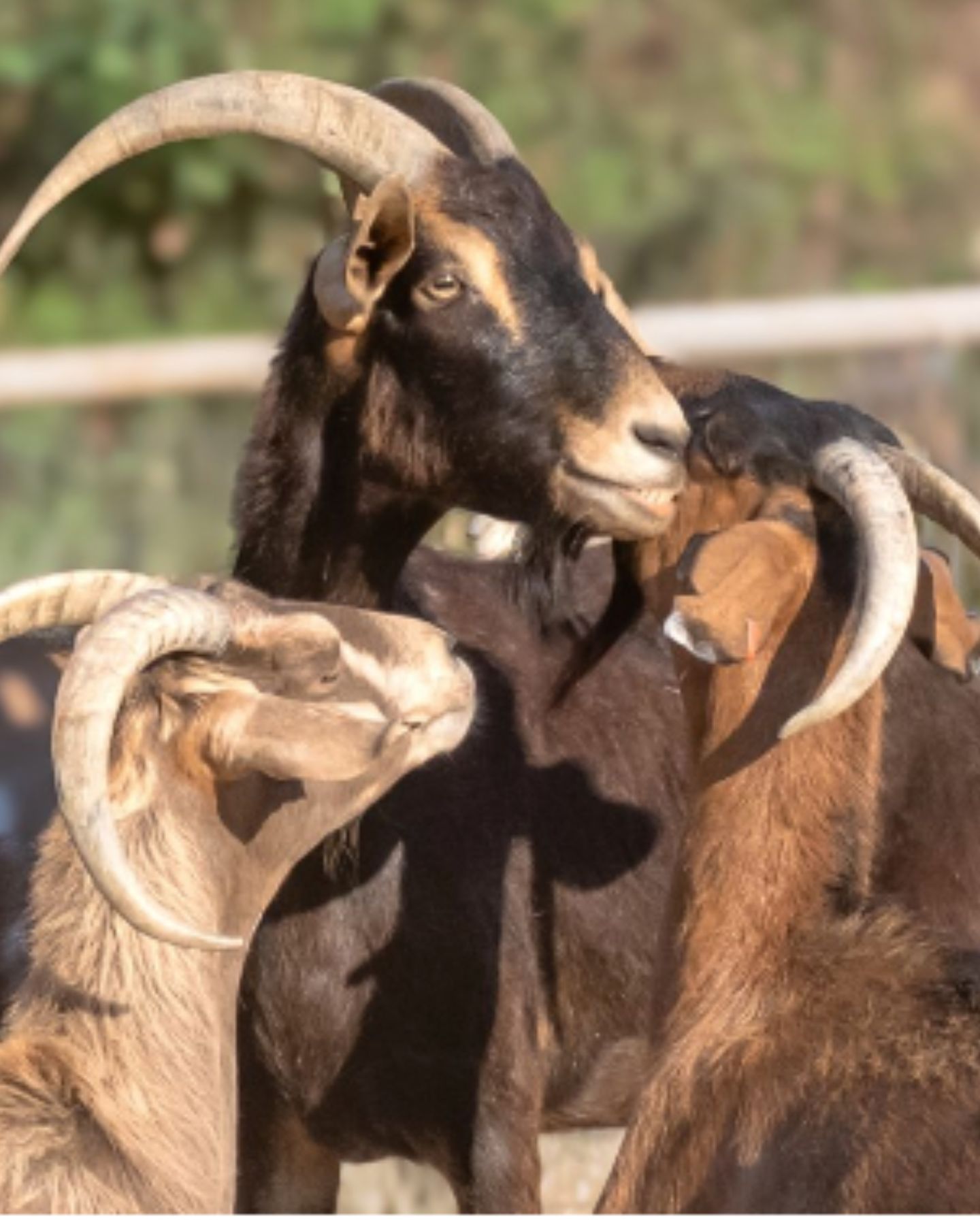 three goats