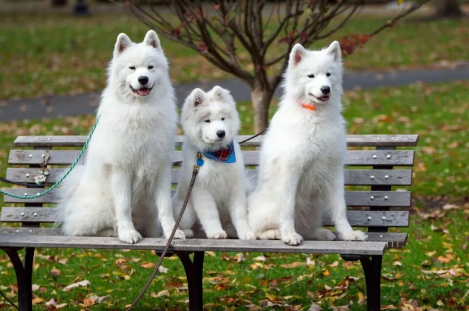 three white dogs