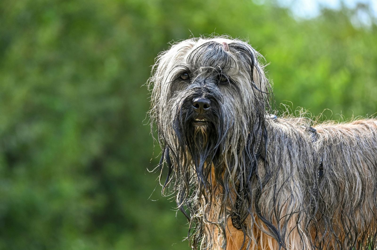 tibetan terrier