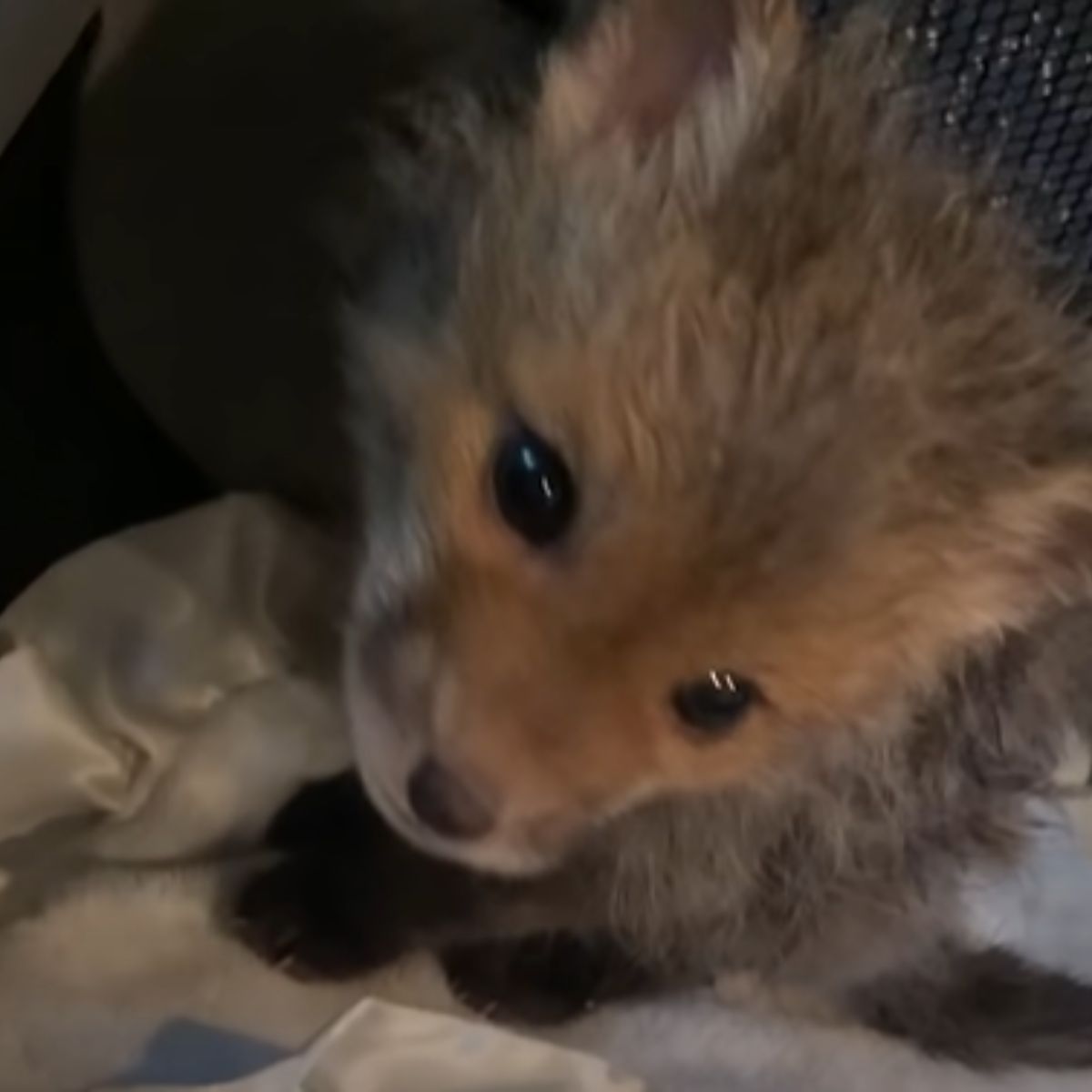 tiny baby fox