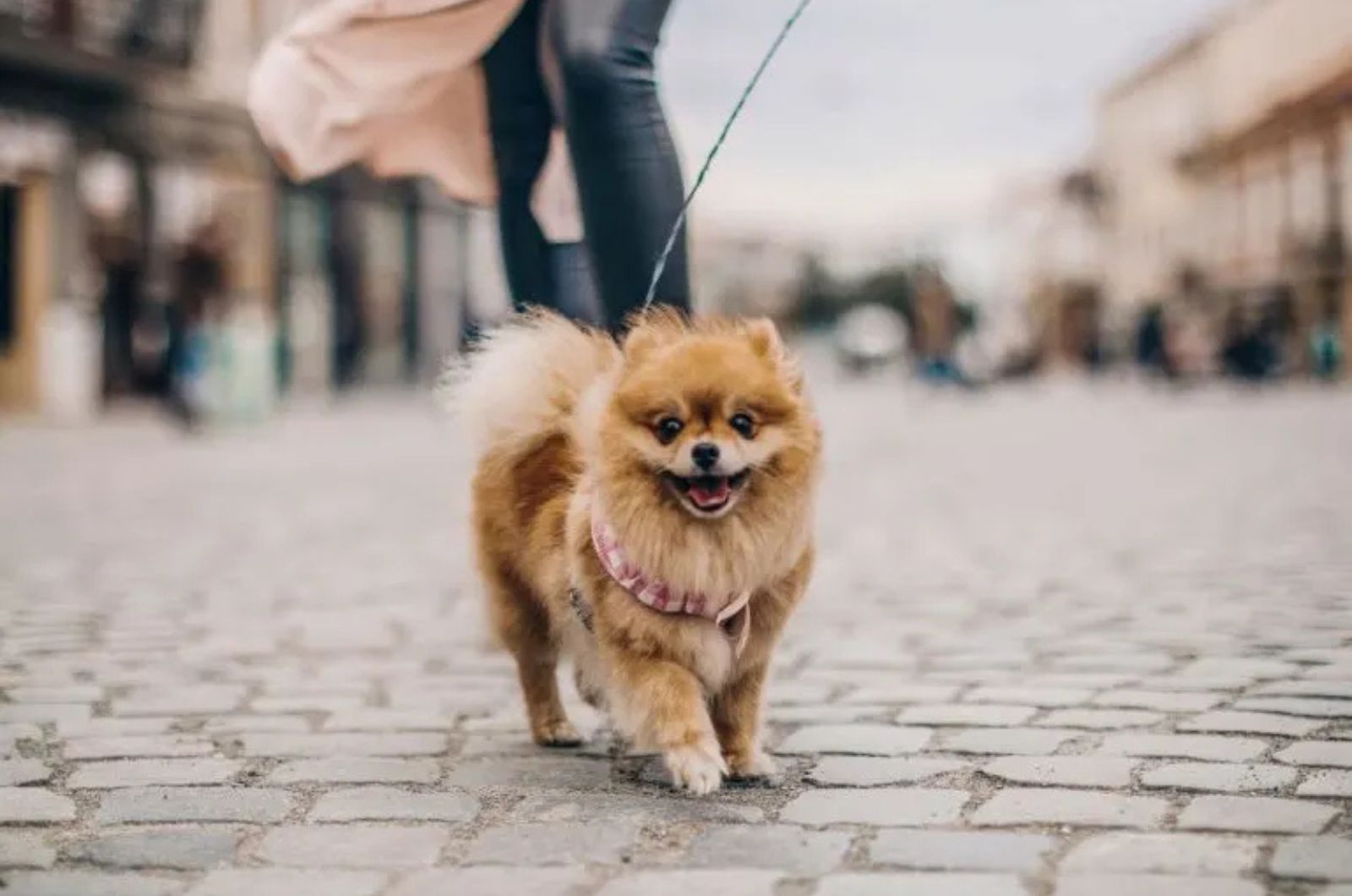 tiny dog on a walk