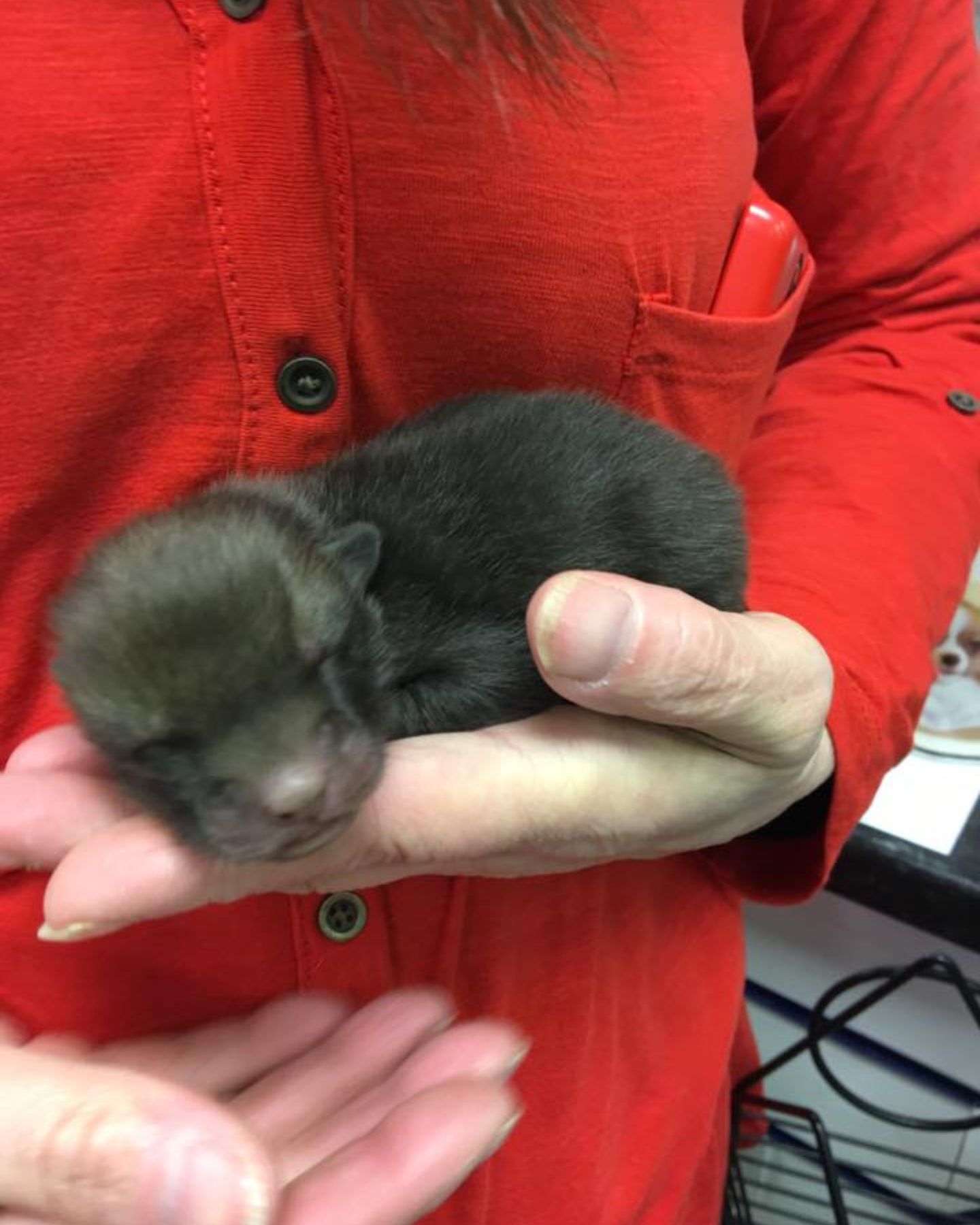 tiny fox cub in hand