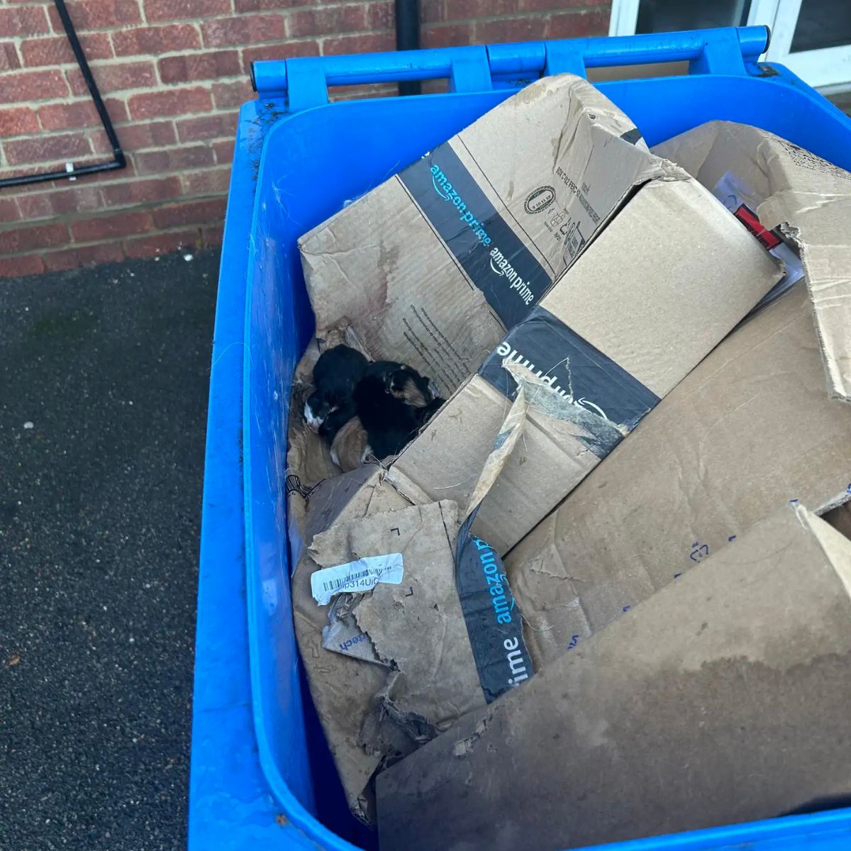 tiny kittens in a bin