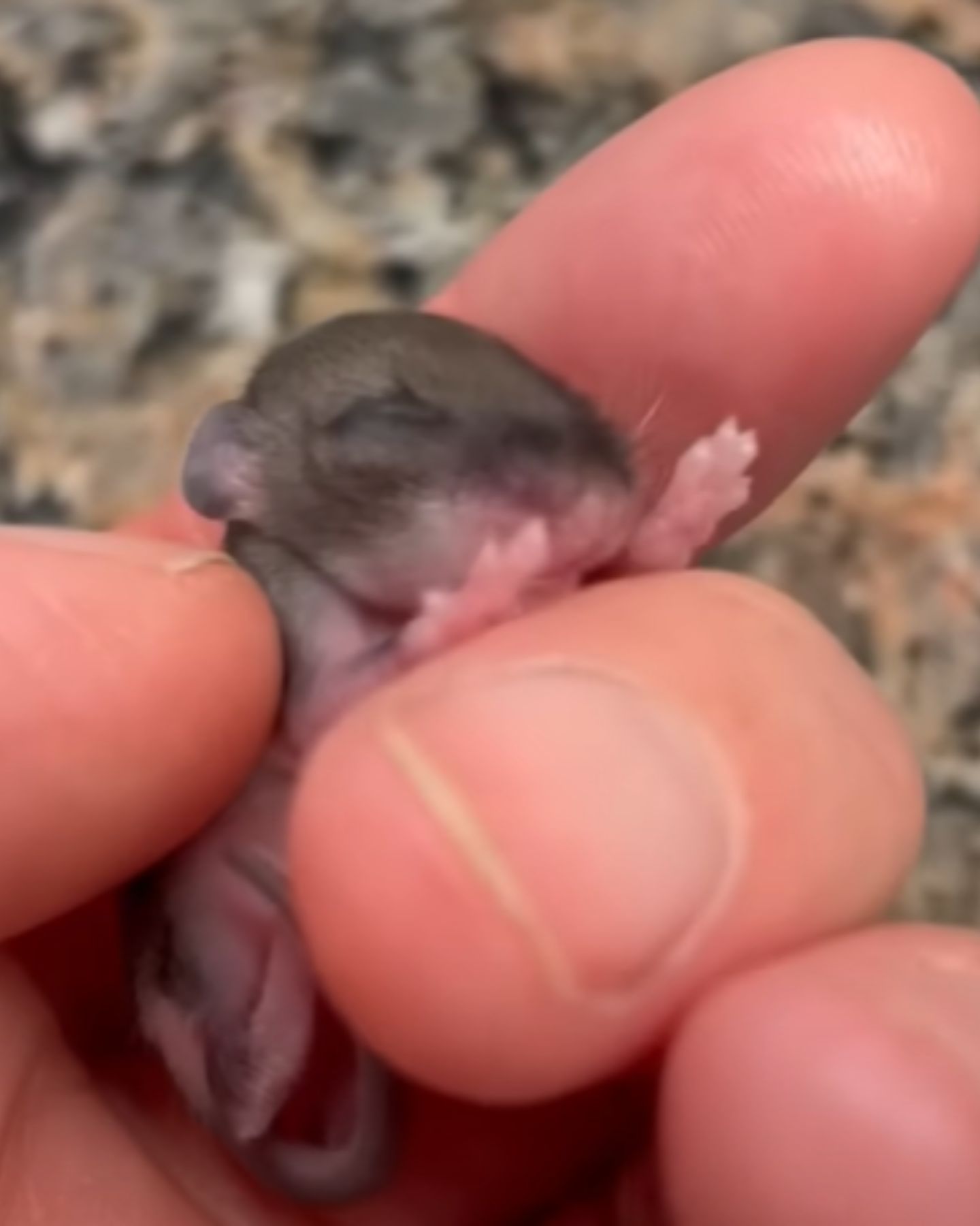 tiny mouse in hand