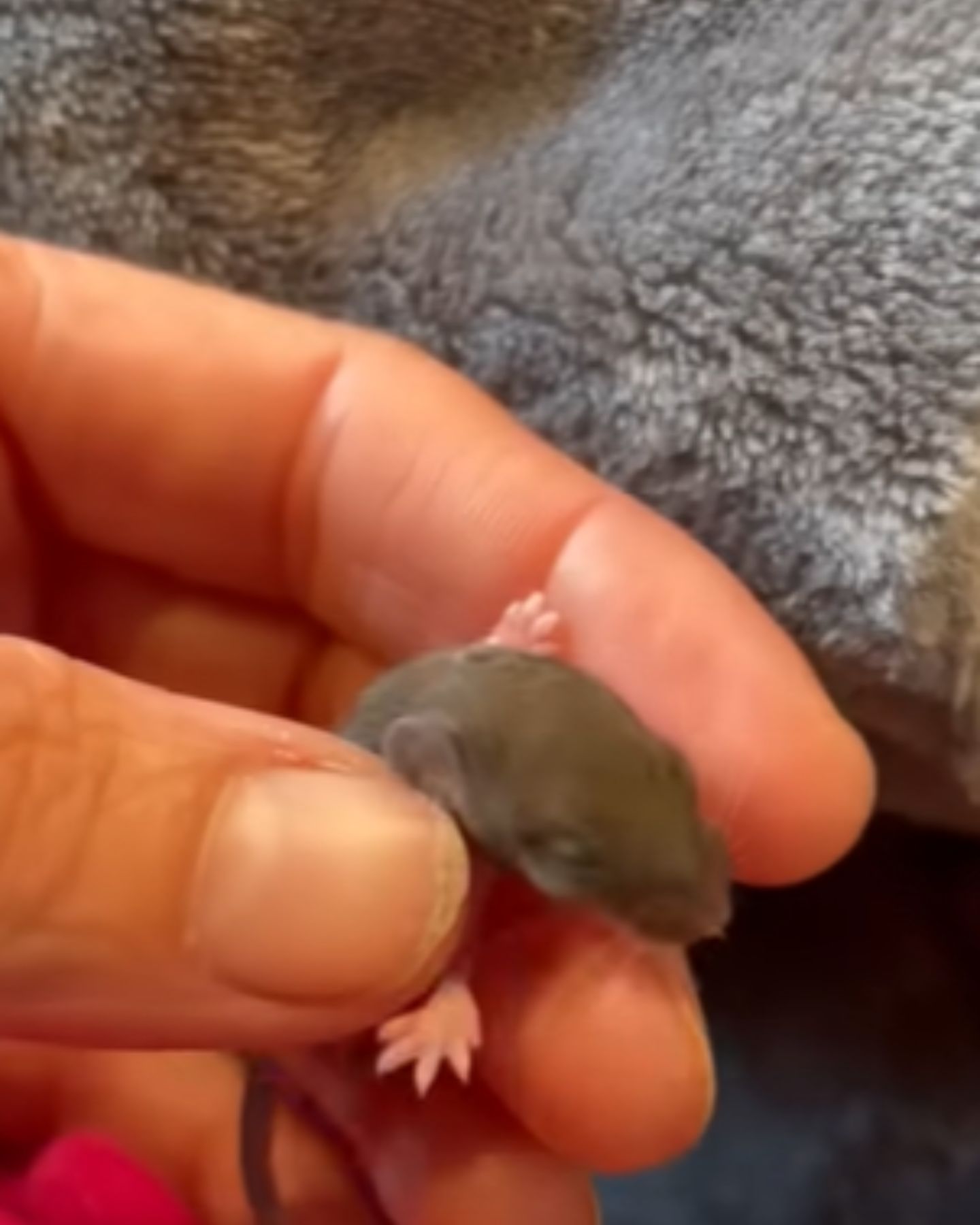 tiny mouse in human hand