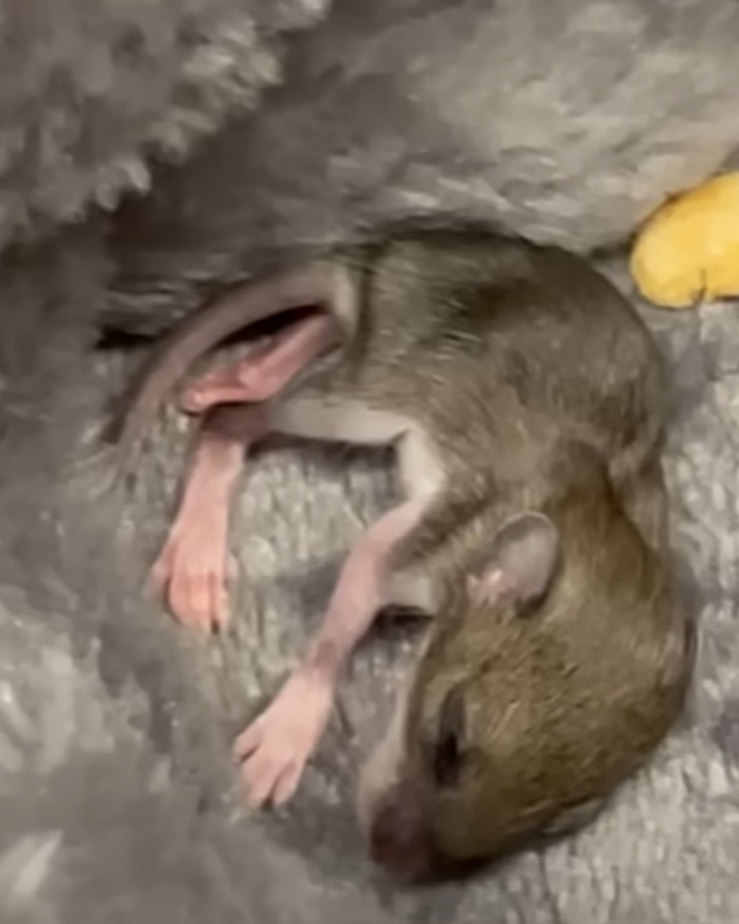 tiny mouse on blanket