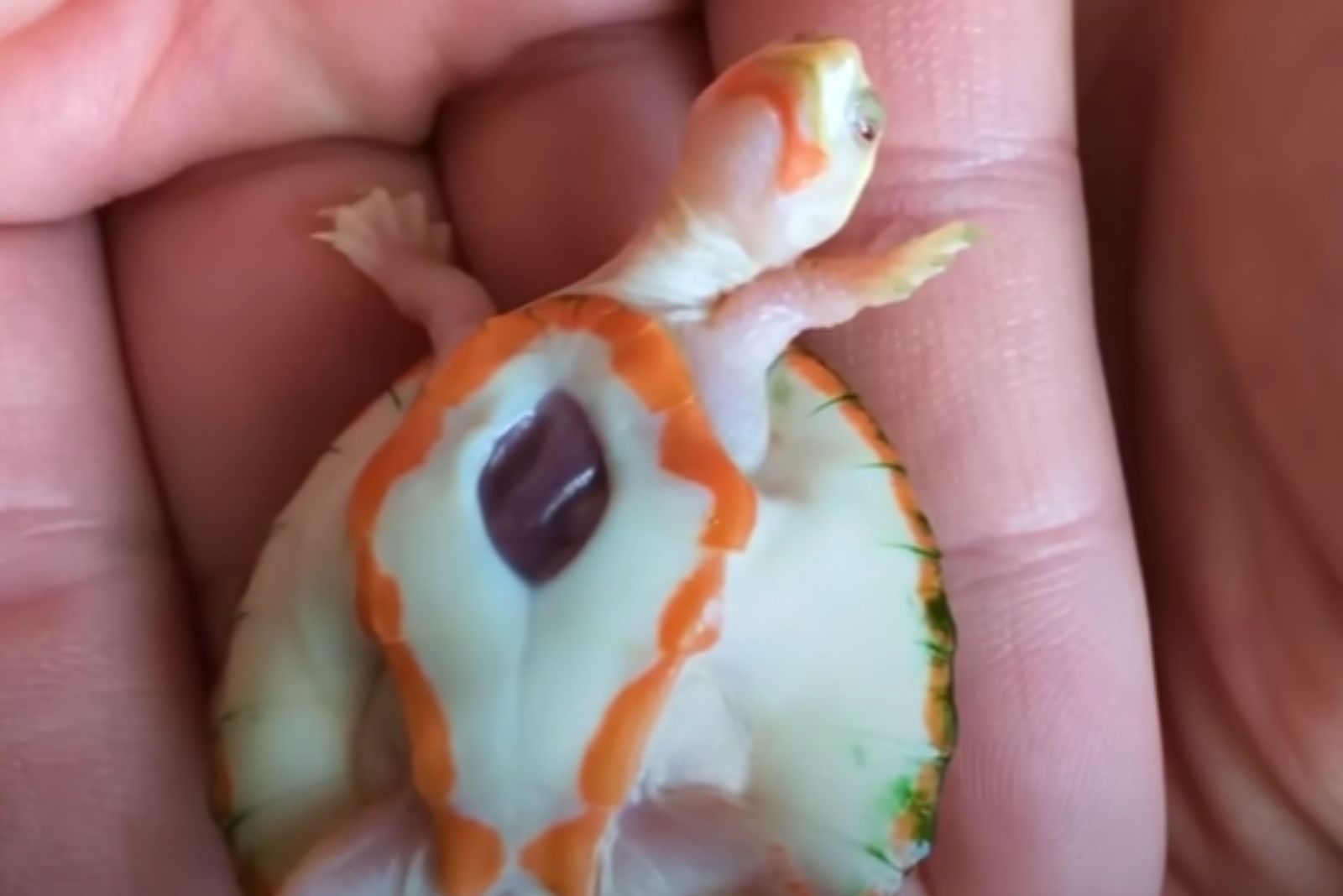 tiny turtle