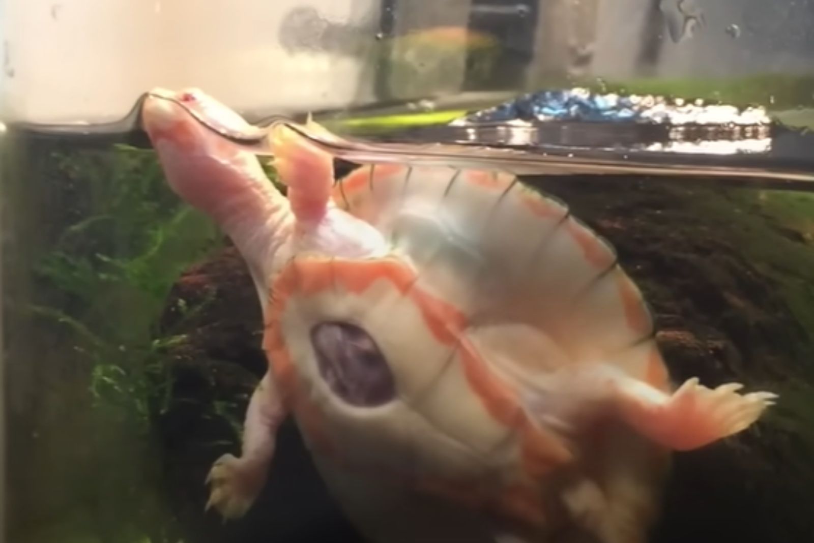 turtle in aquarium