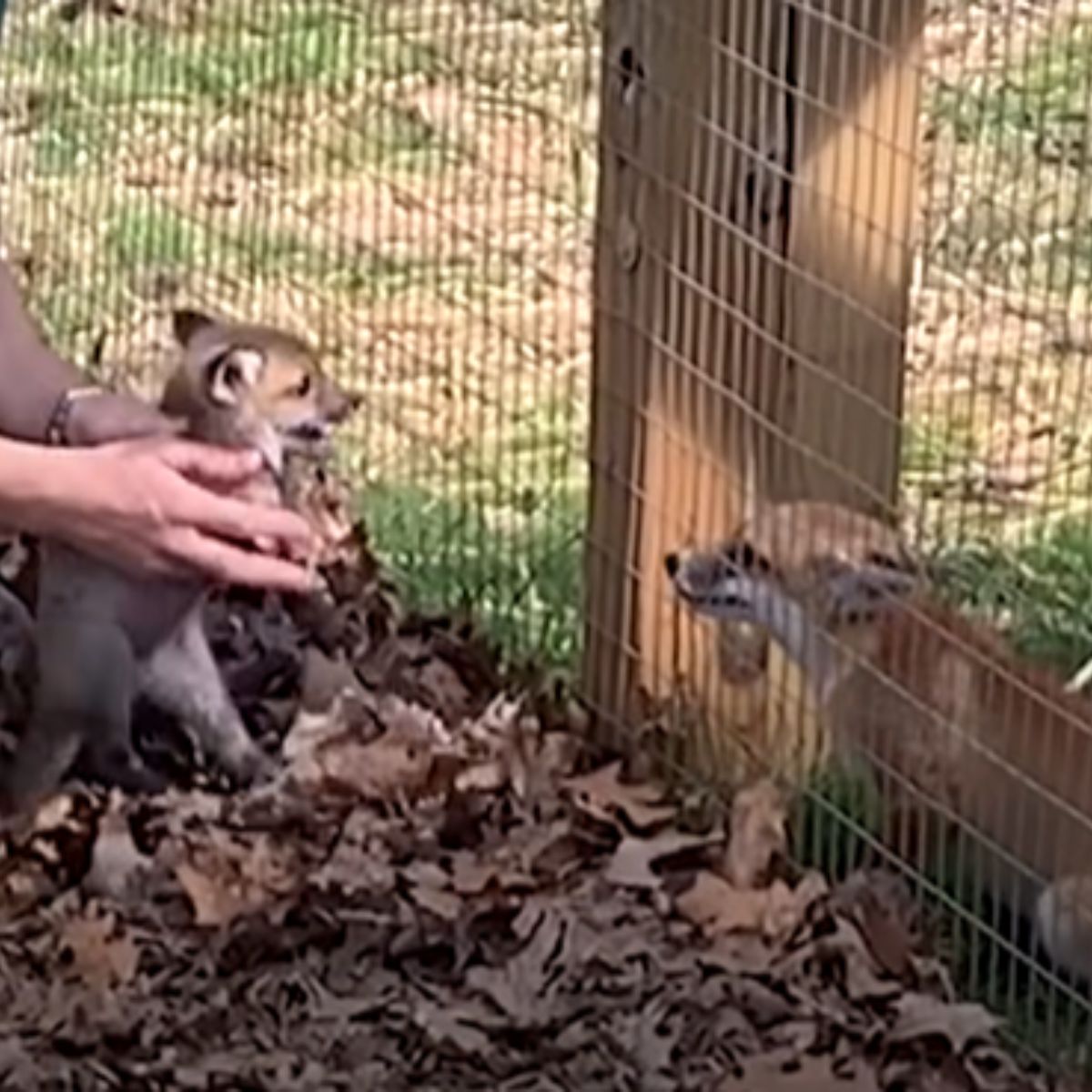 two baby foxes meeting