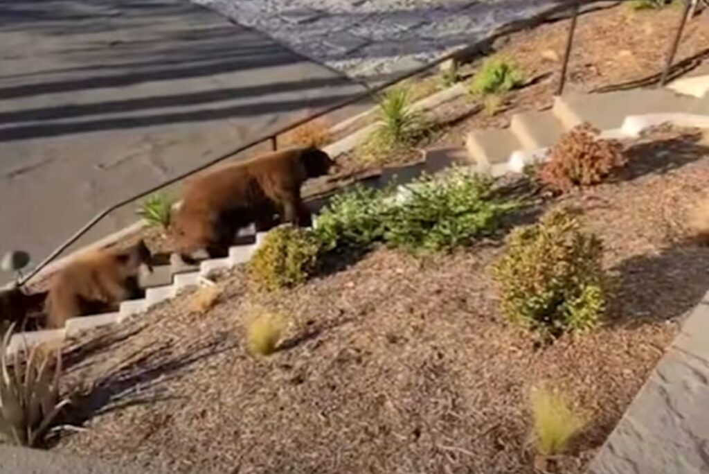 two bears are climbing the stairs