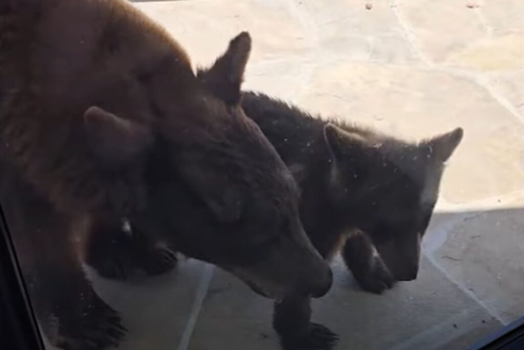 two bears in front of the window