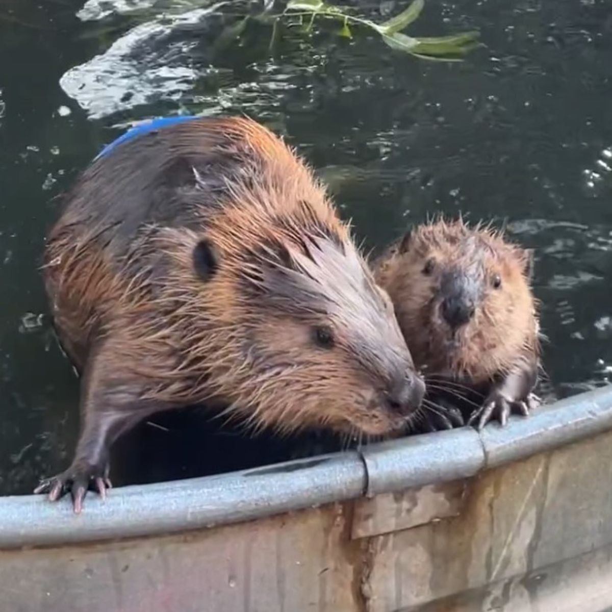 two beavers