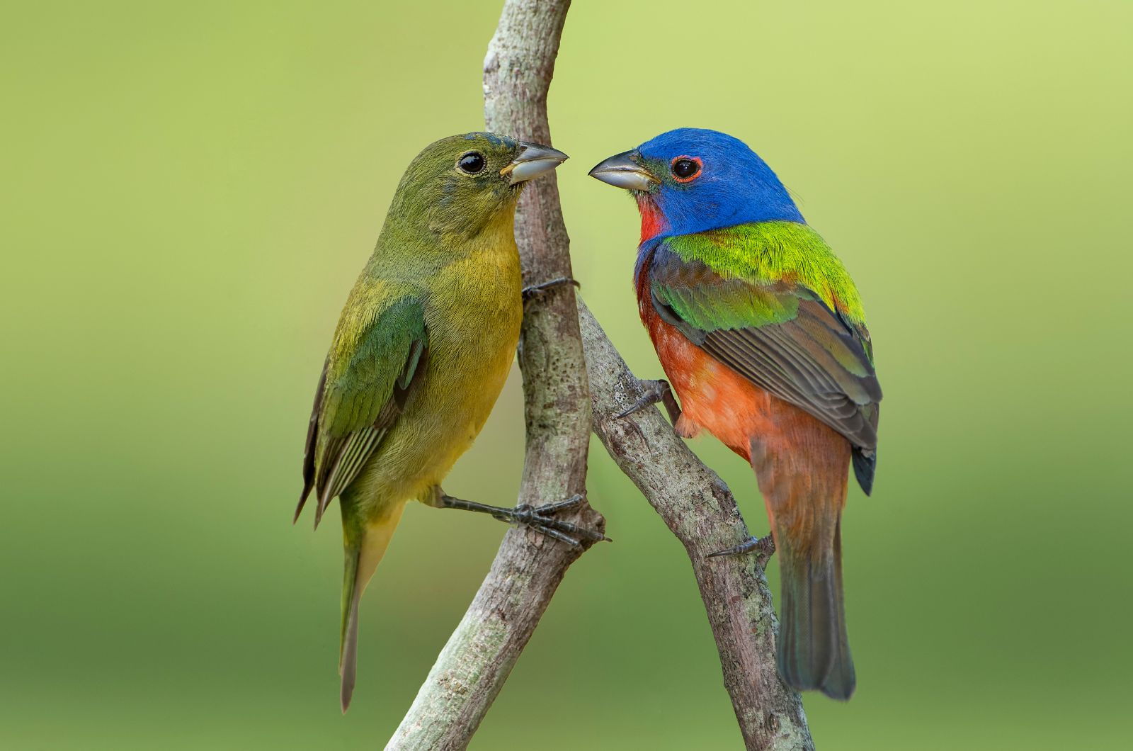 two bunting birds