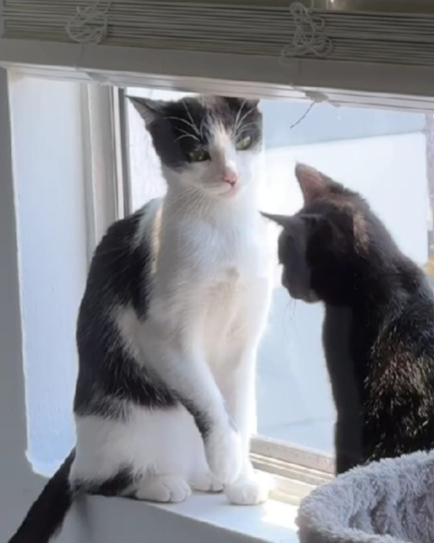 two cats by the window