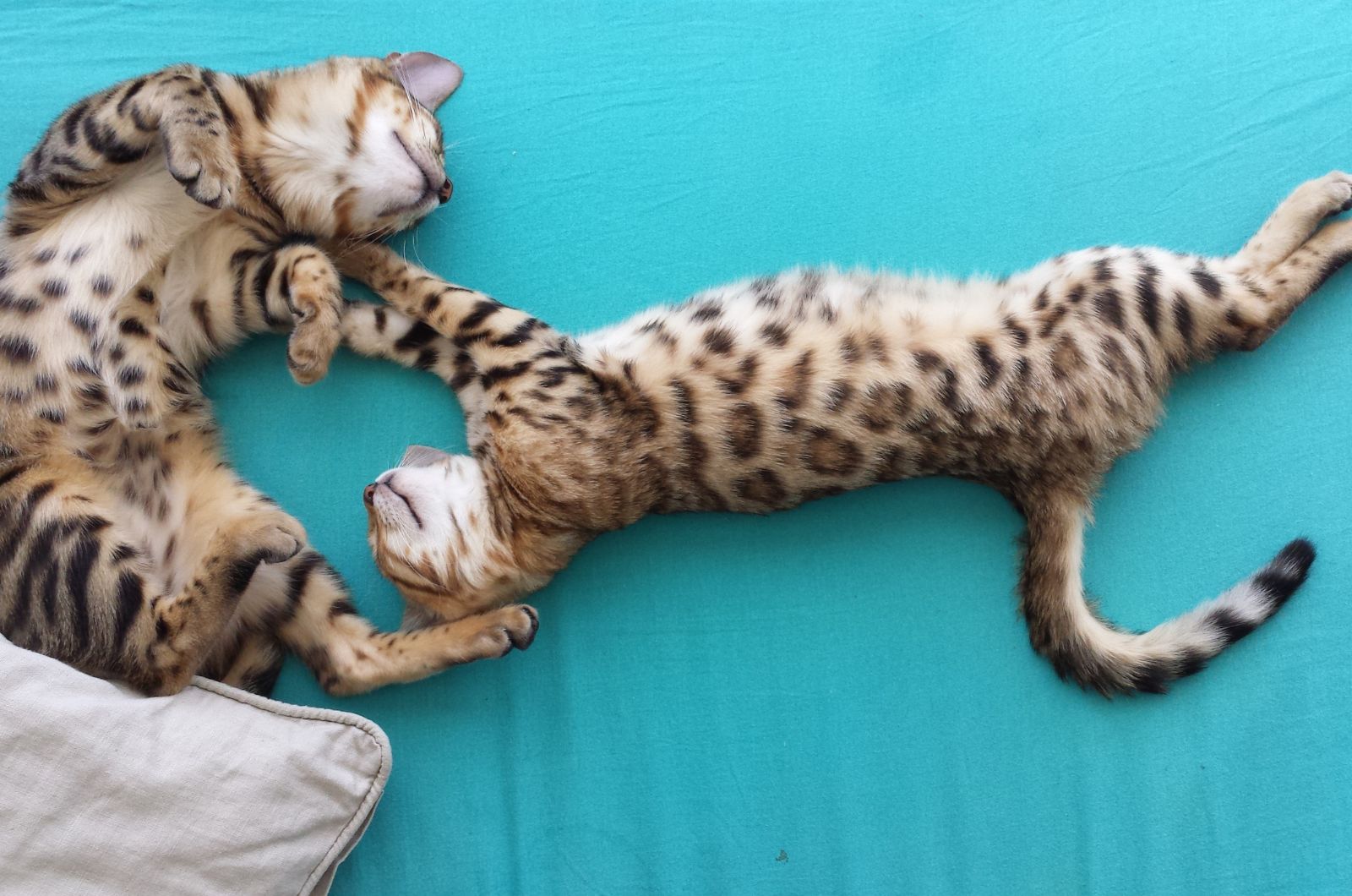 two cats lying