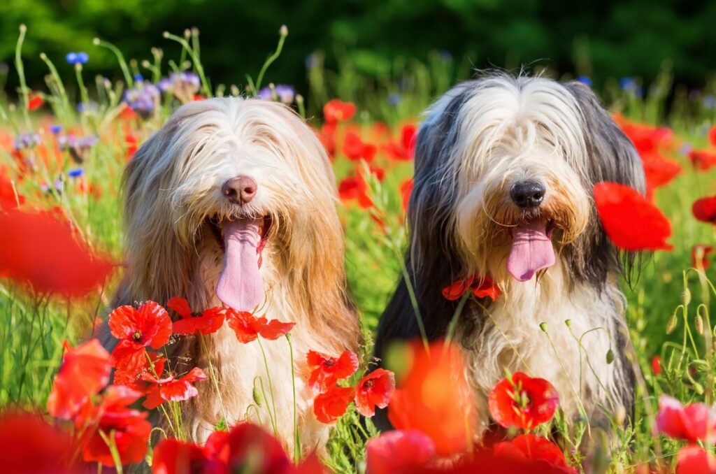 two cute little dogs