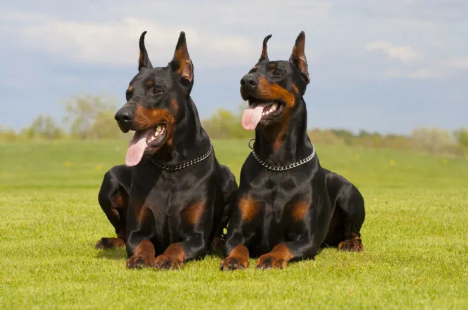 two dobermans lying on the grass