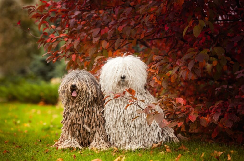 two dogs are sitting next to each other