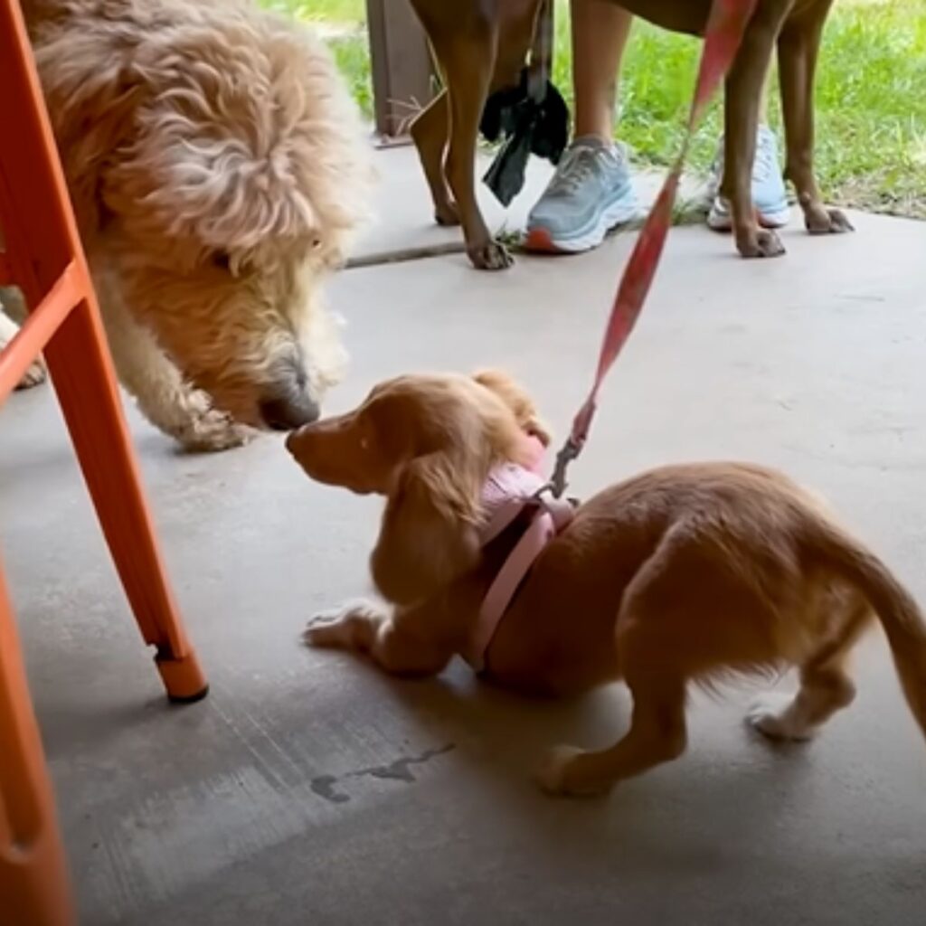 two dogs are sniffing each other