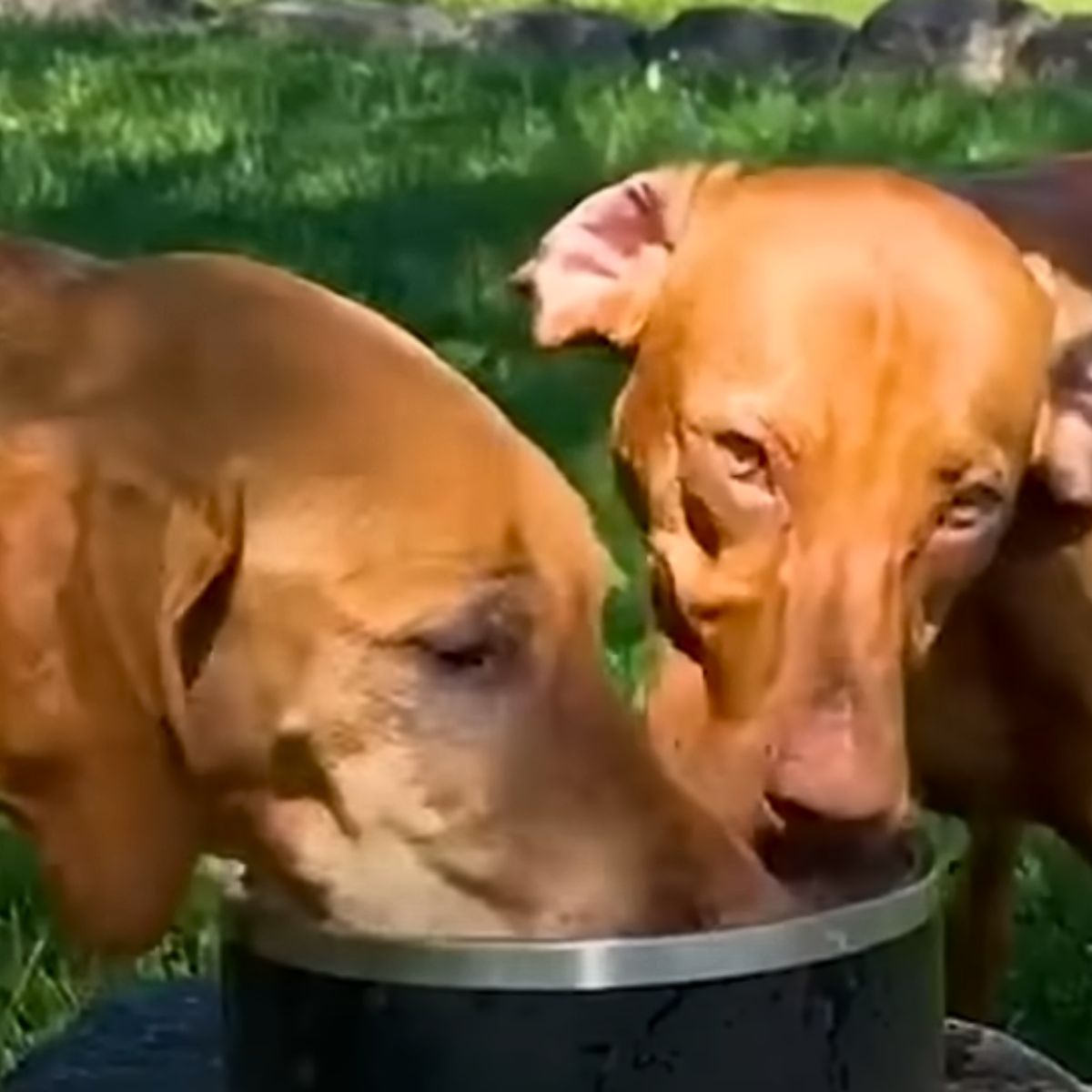 two dogs drinking water