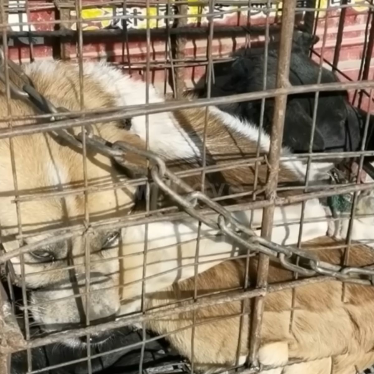 two dogs in cage