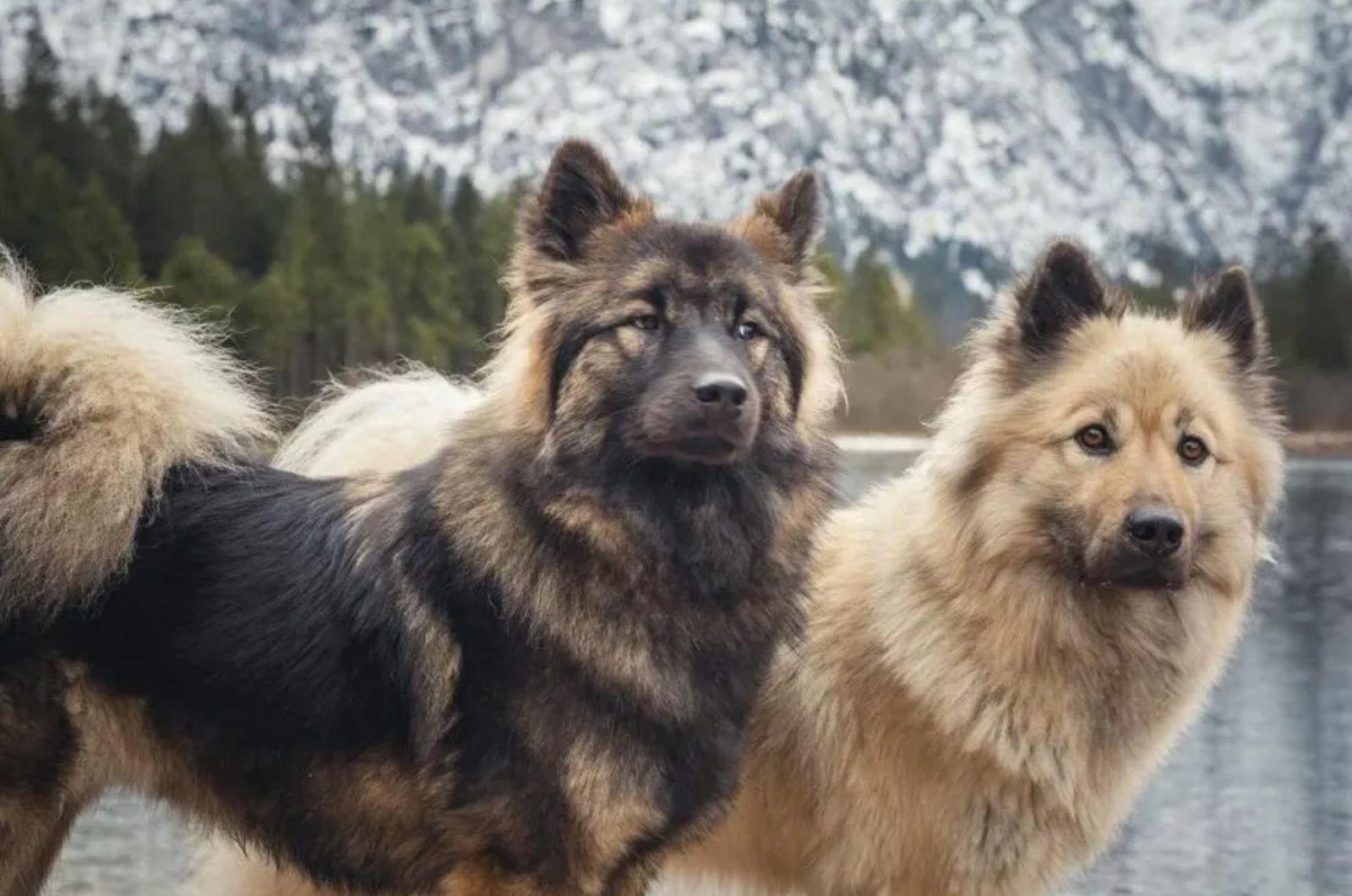 two dogs in mountain