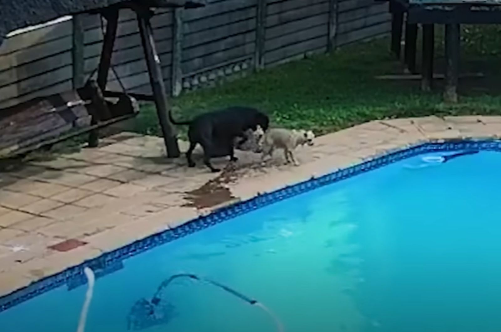 two dogs near pool