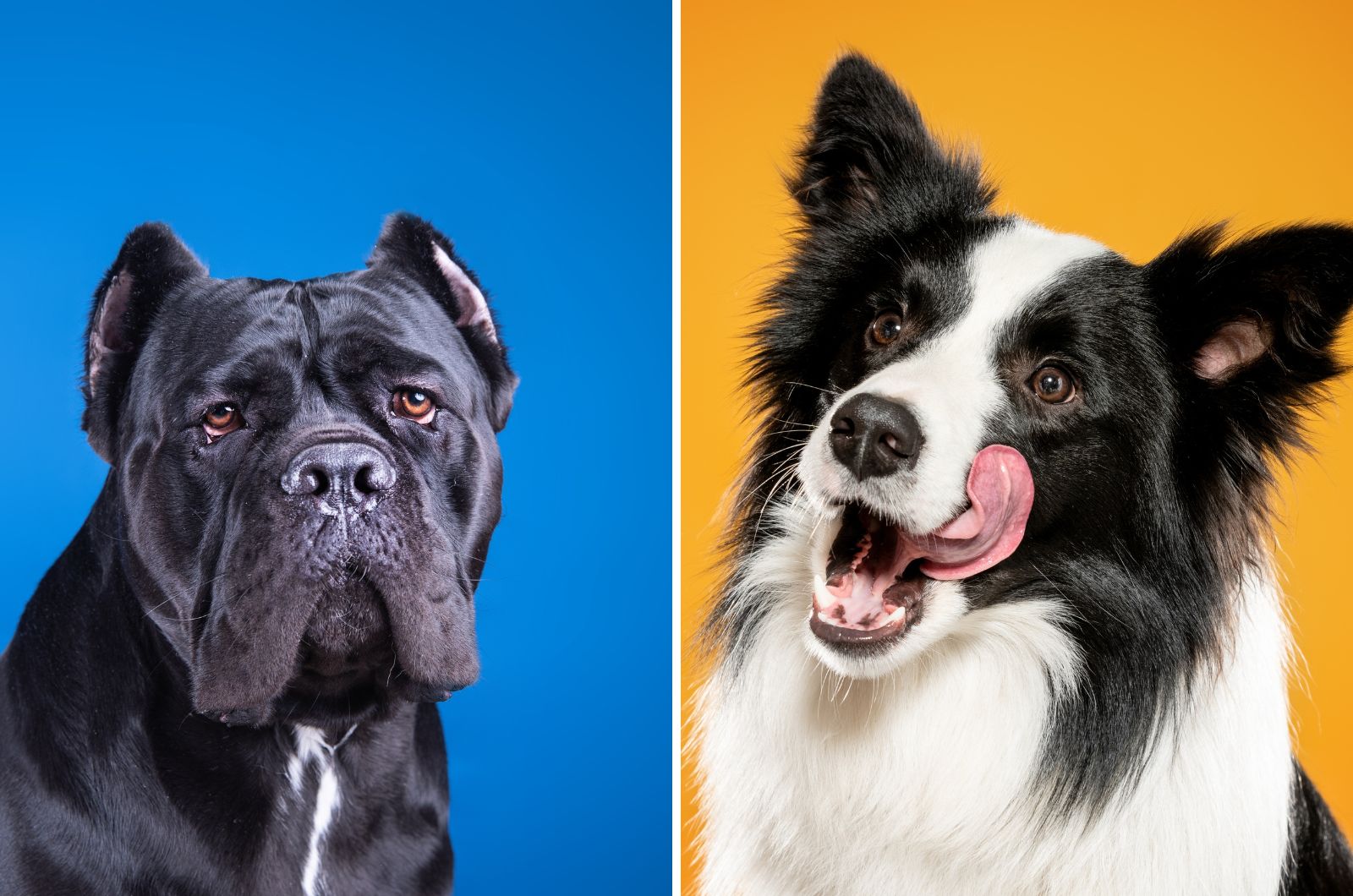 two dogs posing for camera