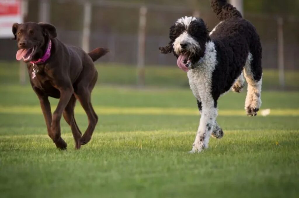 two dogs run across the field