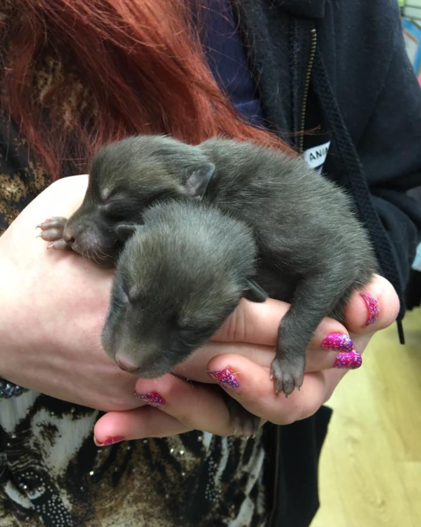 two fox cubs in hands