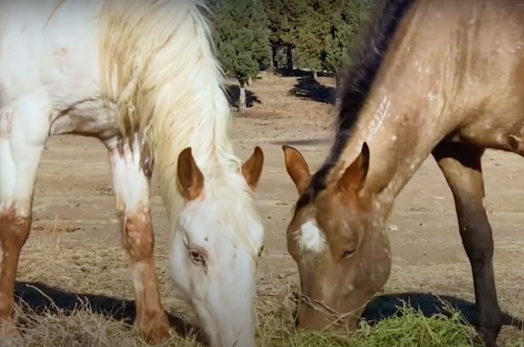 two horses are grazing the grass