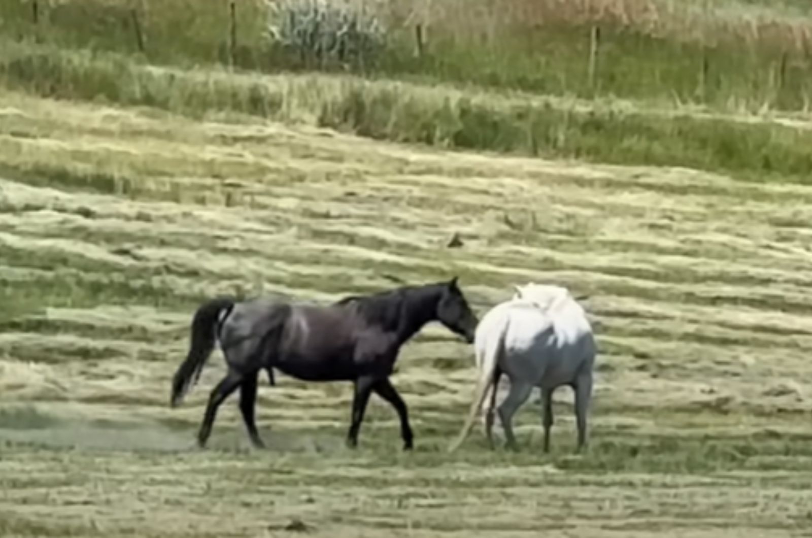 two horses on field