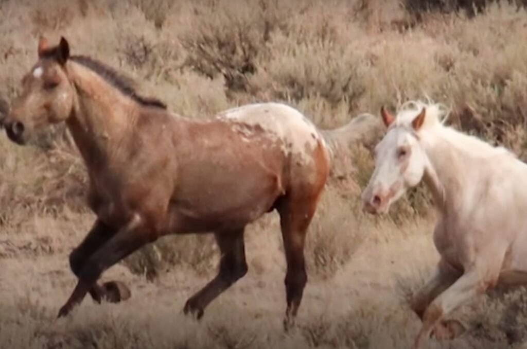 two horses run across the field