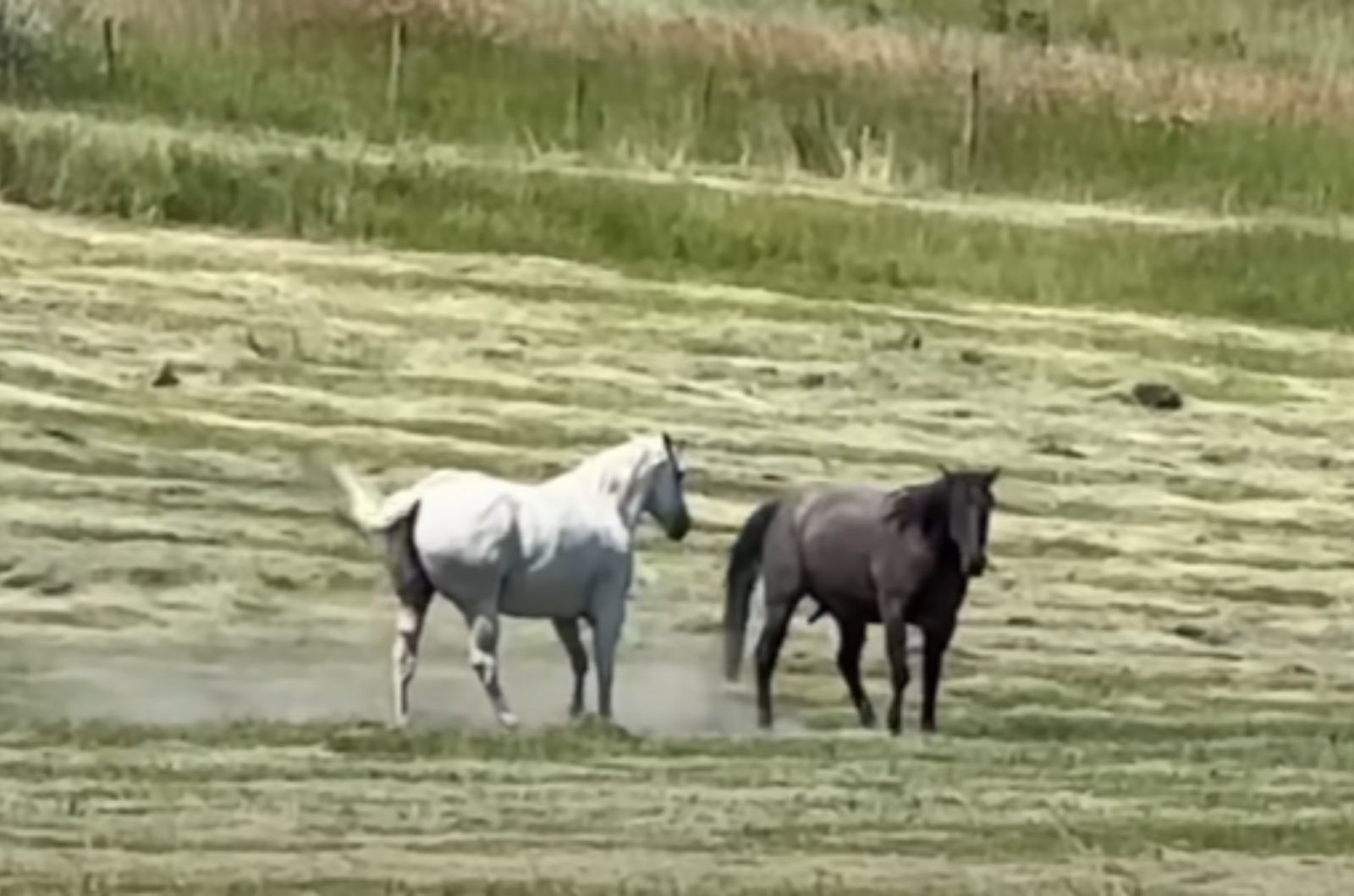 two horses