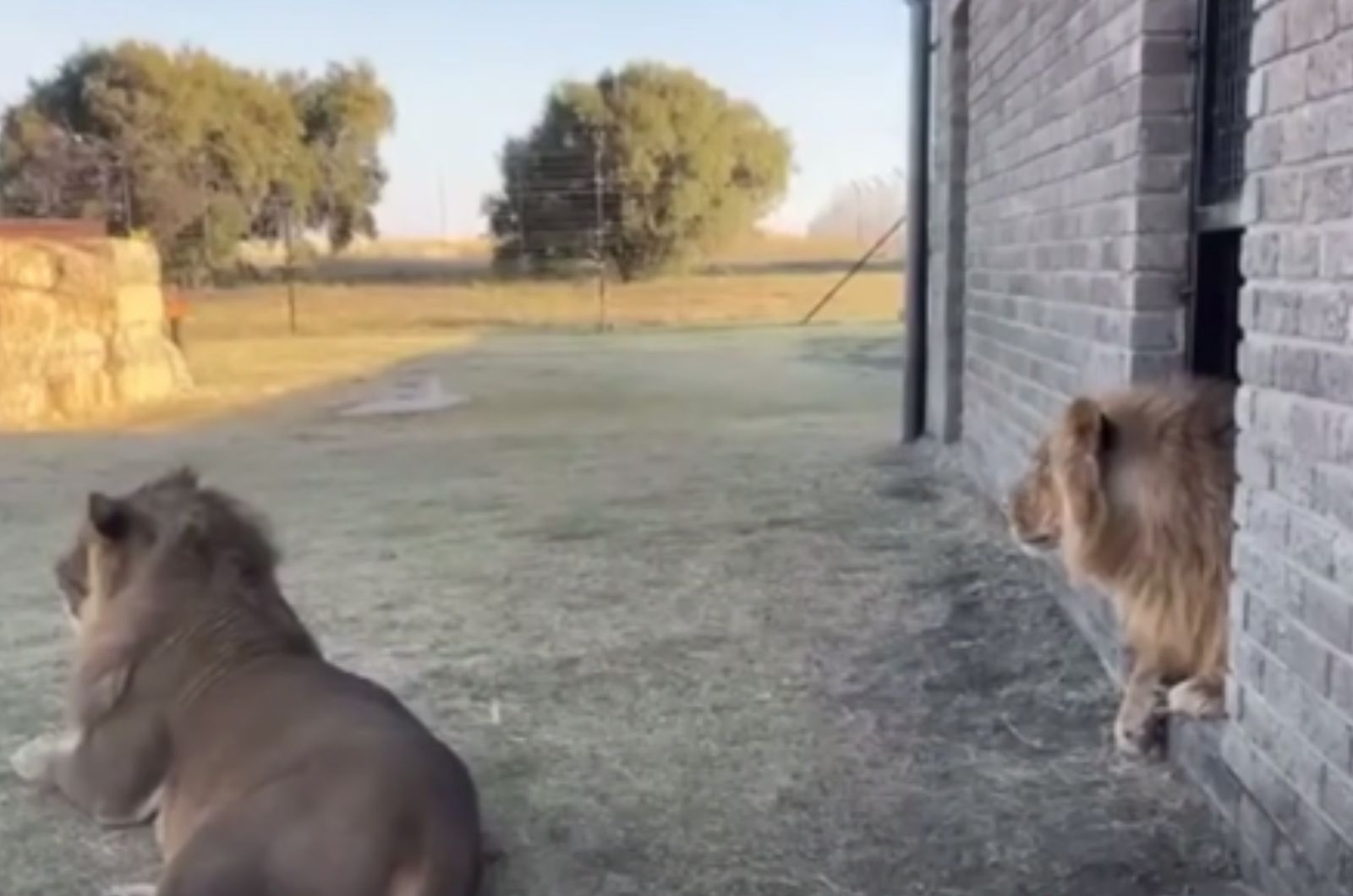 two lions in sanctuary