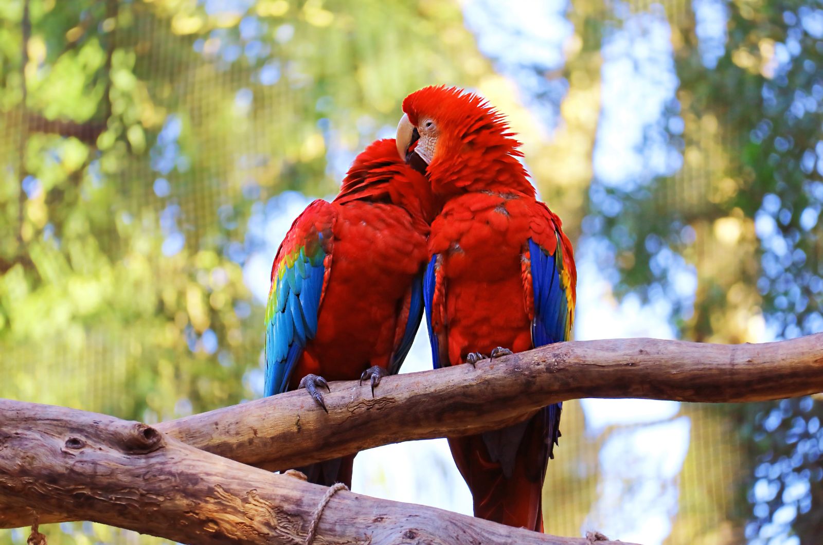 two macaw parrots