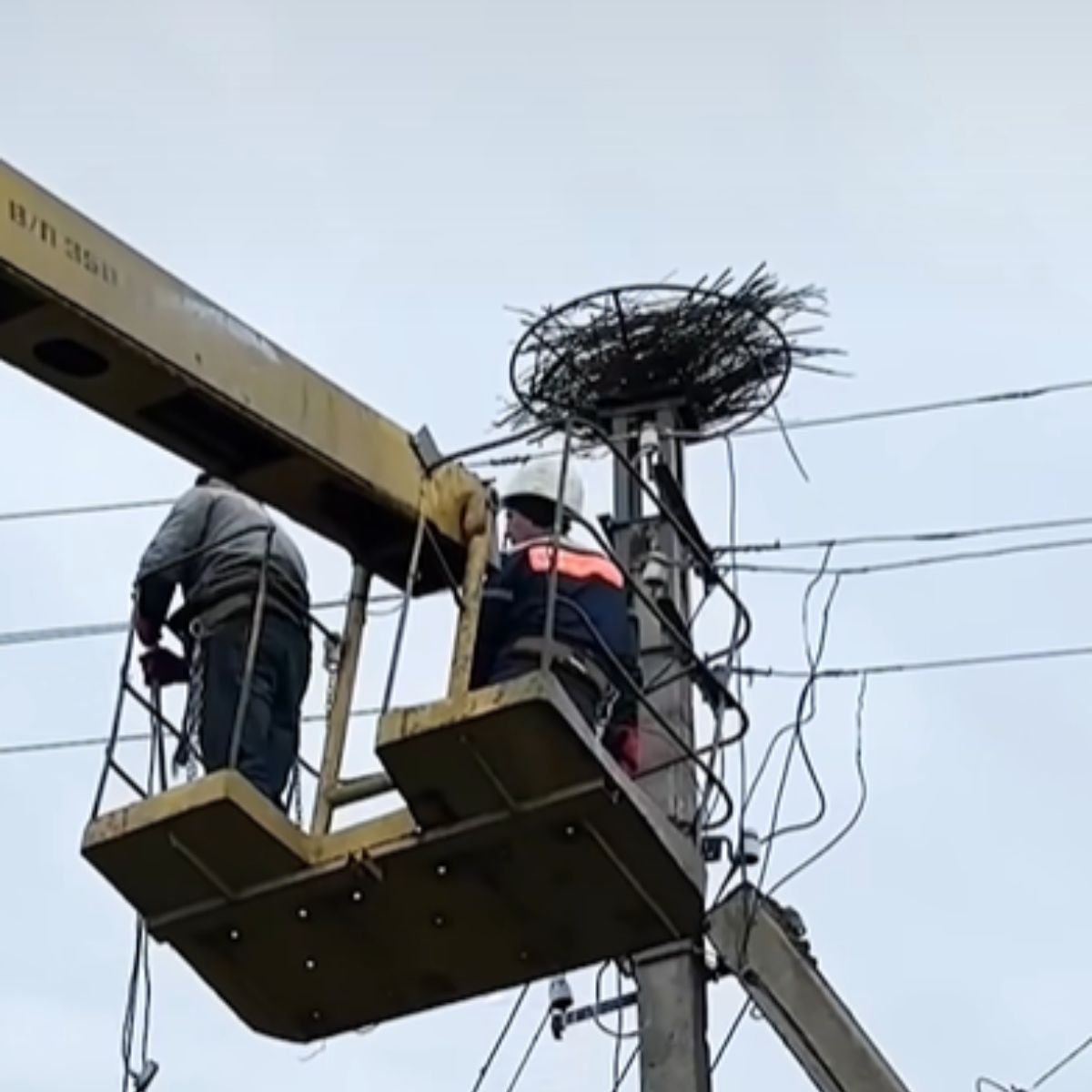 two man building a nest