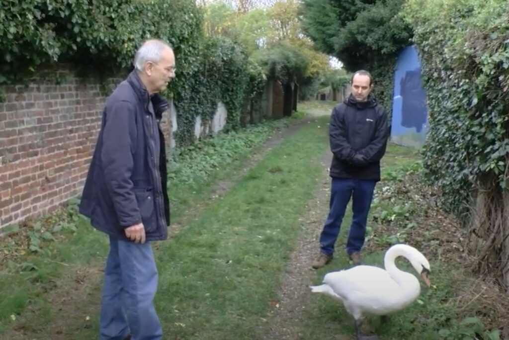 two men stand and look at the swan