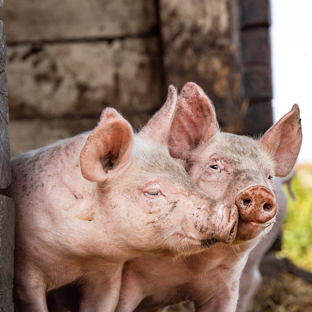 two pigs snuggling