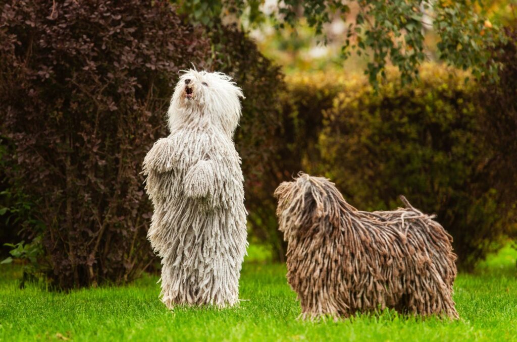 two playful dogs in the field