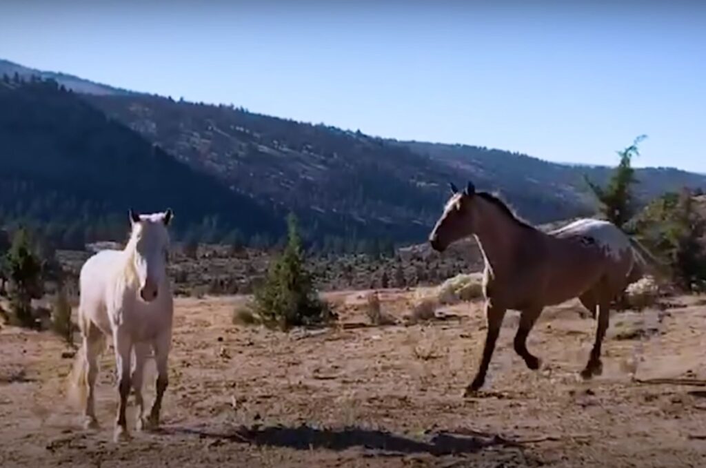 two playful horses in a field