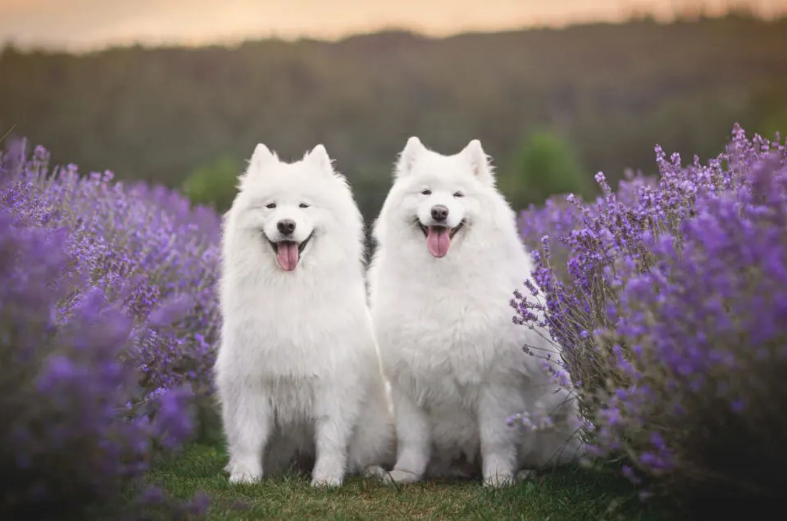 two samoyed dogs