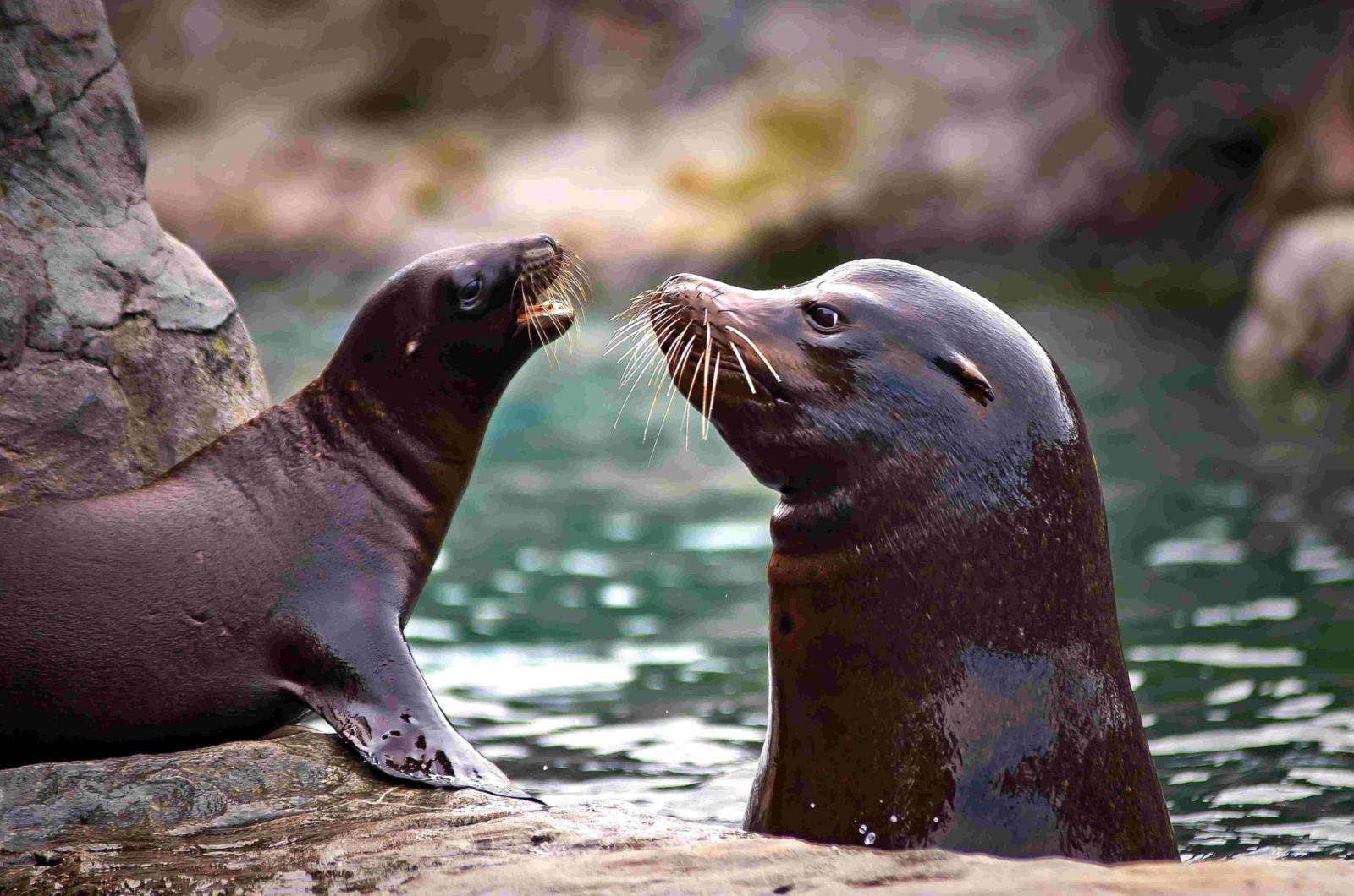 two sea lions